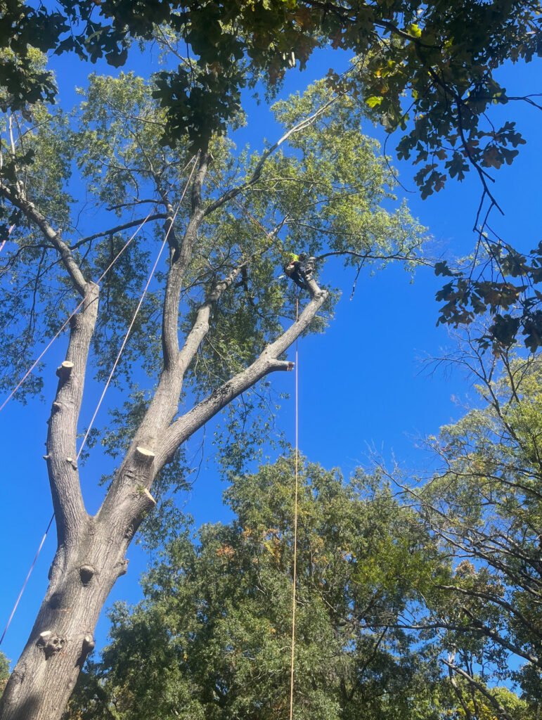 Tree trimming and pruning High Point NC