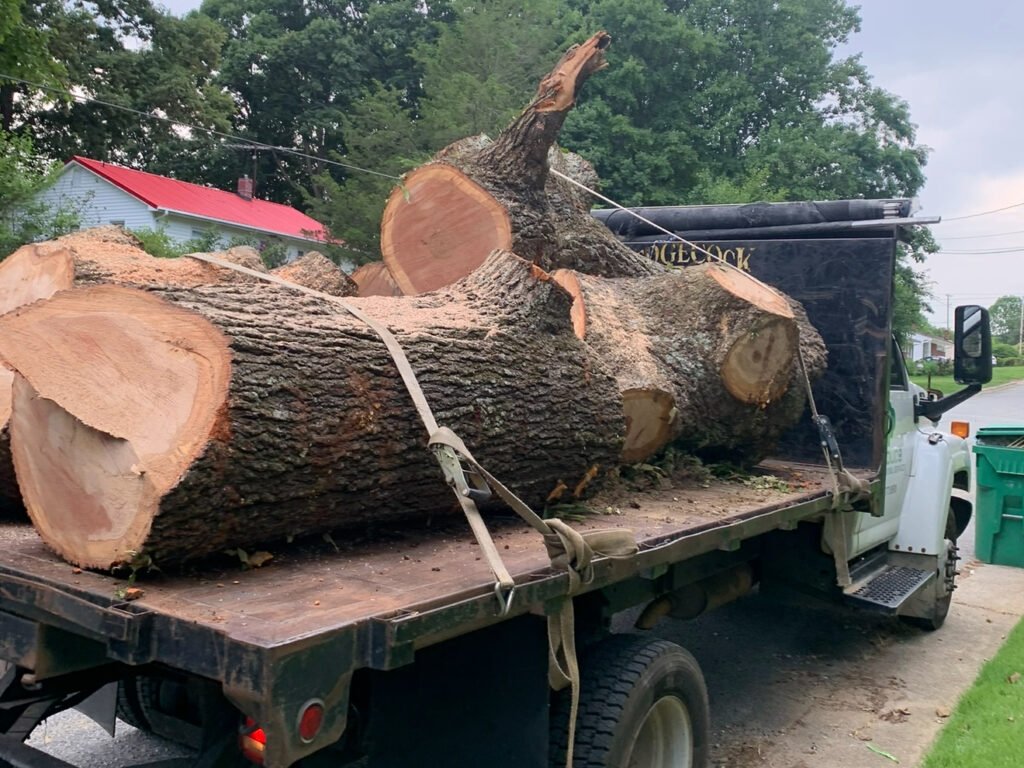Large tree removal High Point NC
