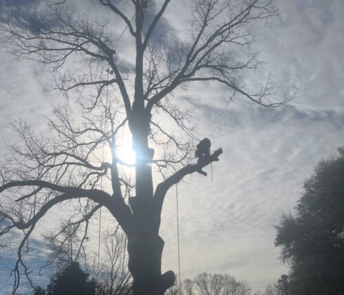 Climber working in tree against grey sky — 316 Tree Services High Point NC