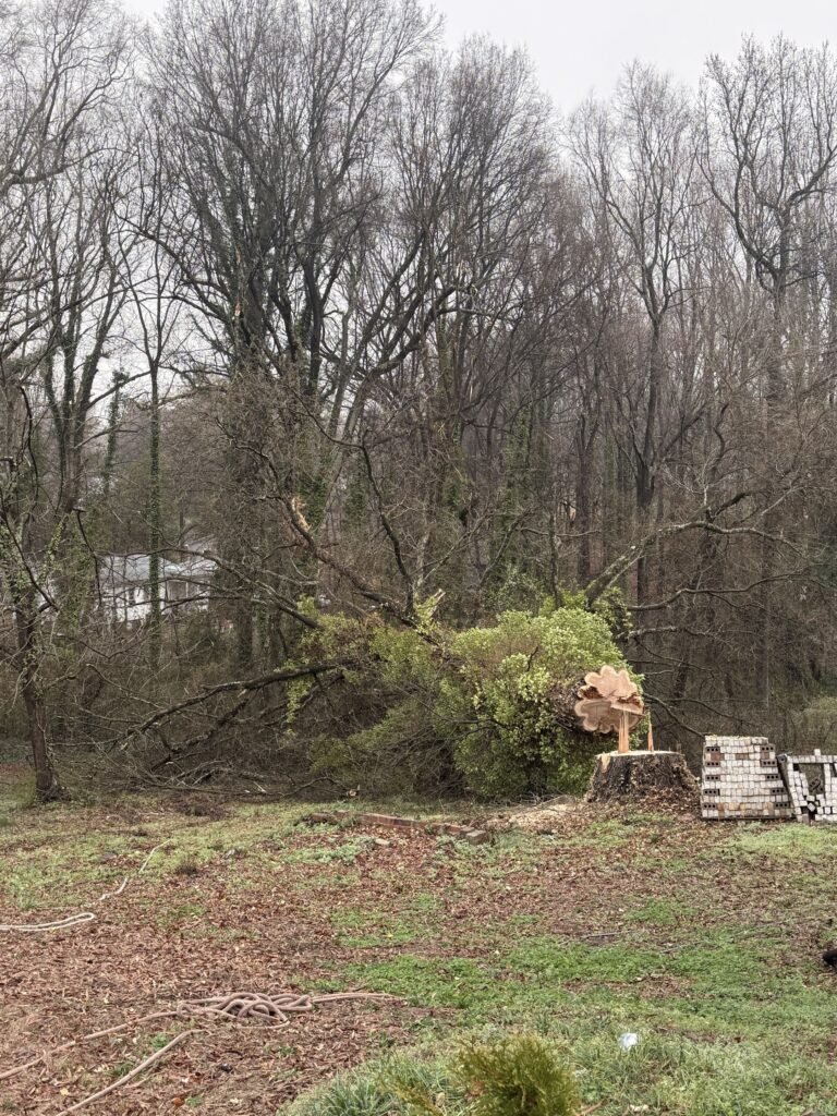 tree removal tree removal service High Point NC