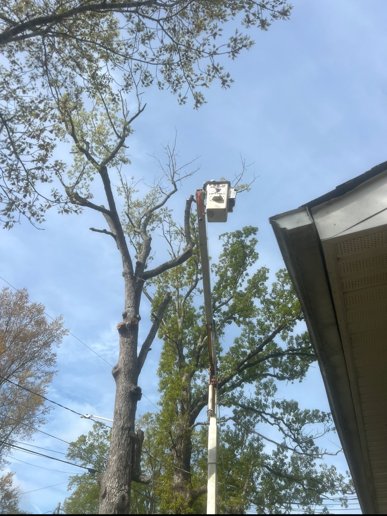 Tree trimming and pruning service High Point NC