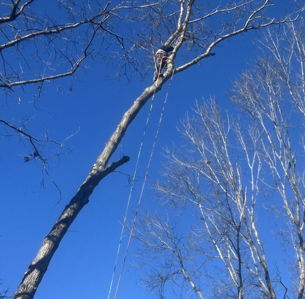 commercial tree trimming in high point nc