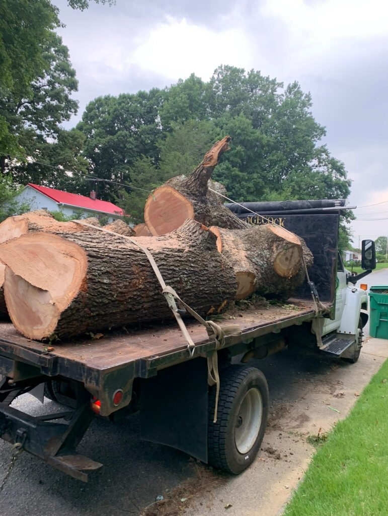 large-tree-removal-high-point-nc