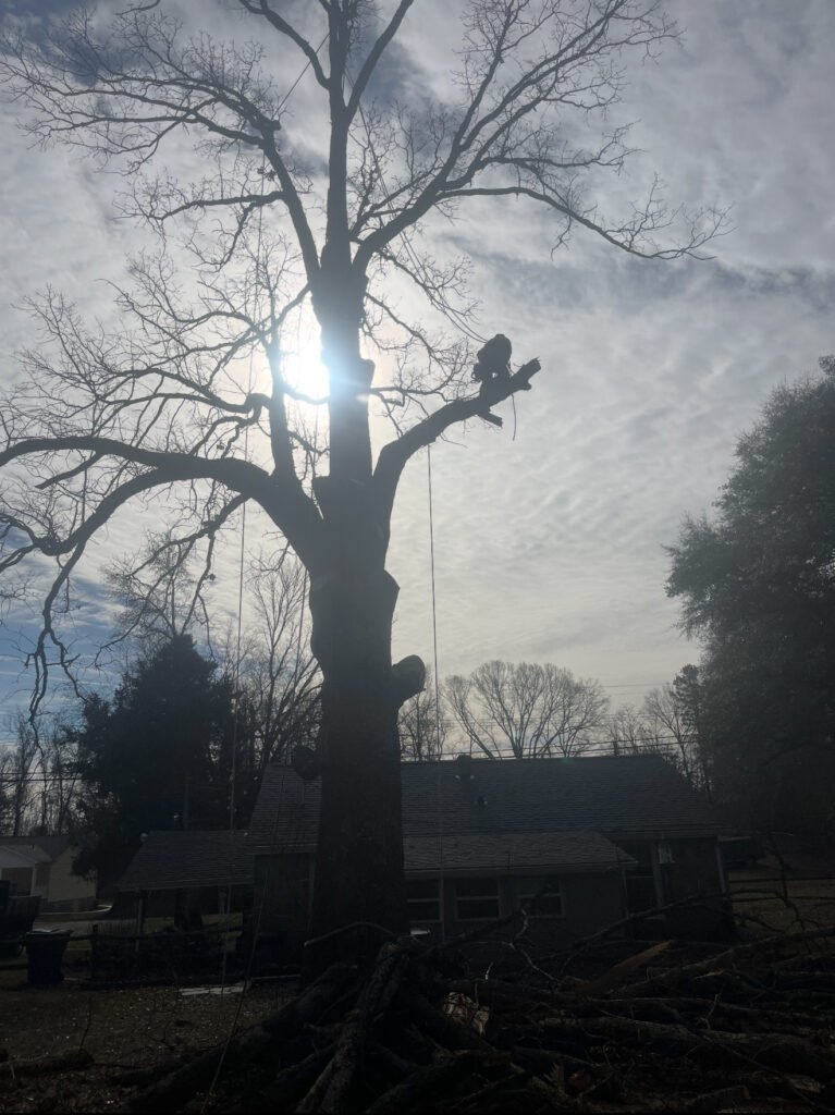large-tree-trimming-high-point-nc