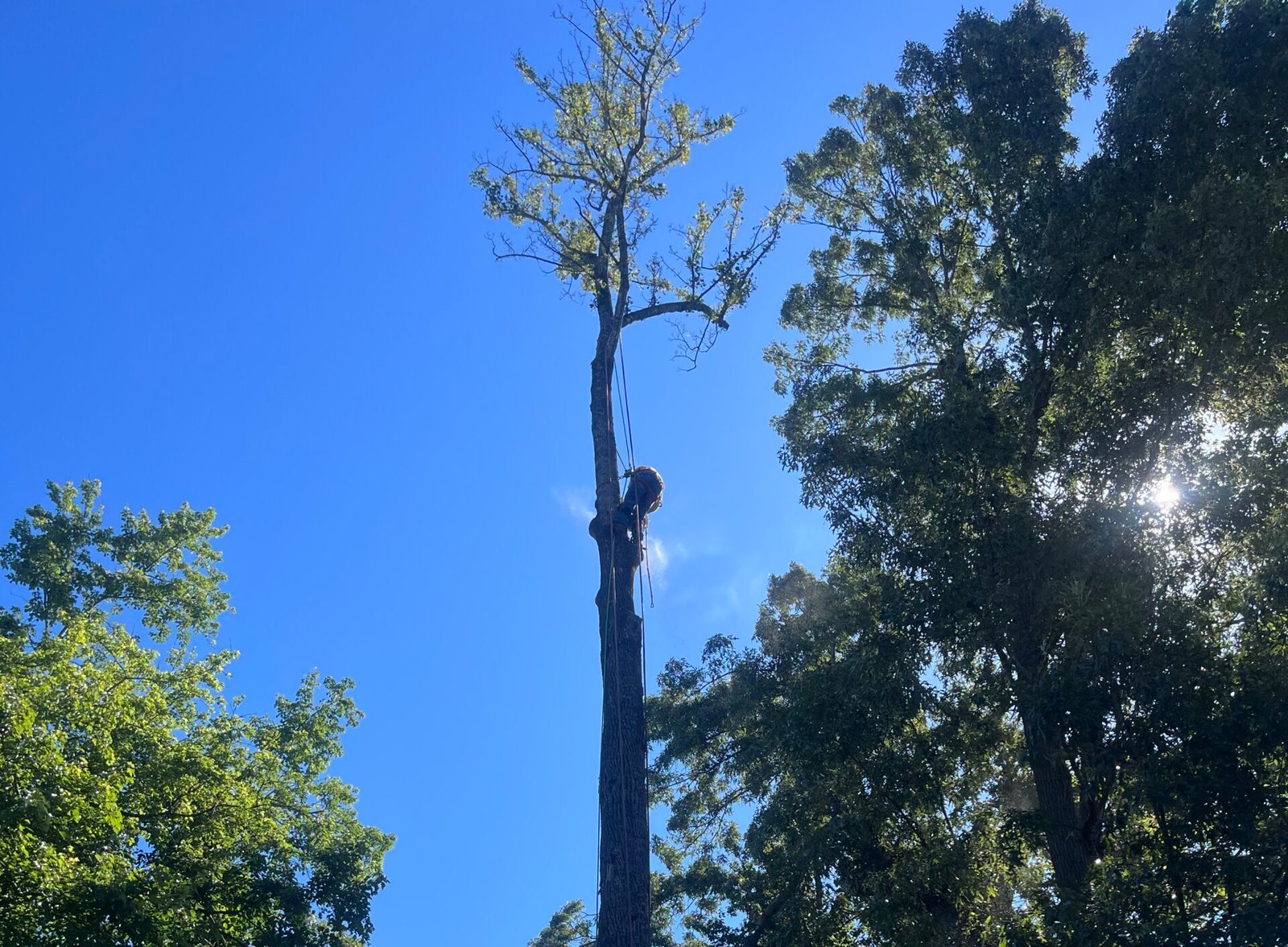Climber ascending tall tree for removal — 316 Tree Services High Point NC