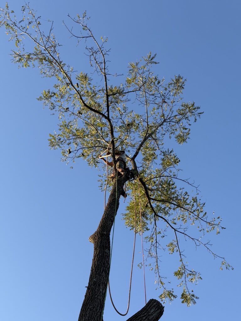 tree pruning and shaping in high point nc