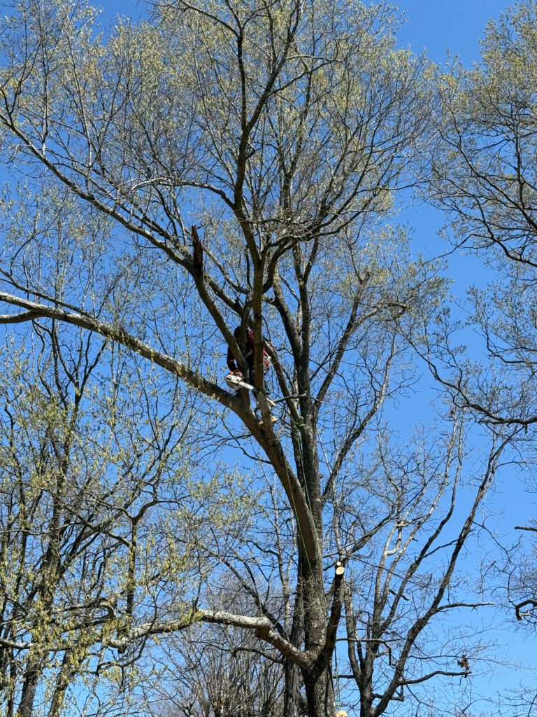 tree pruning in high point nc