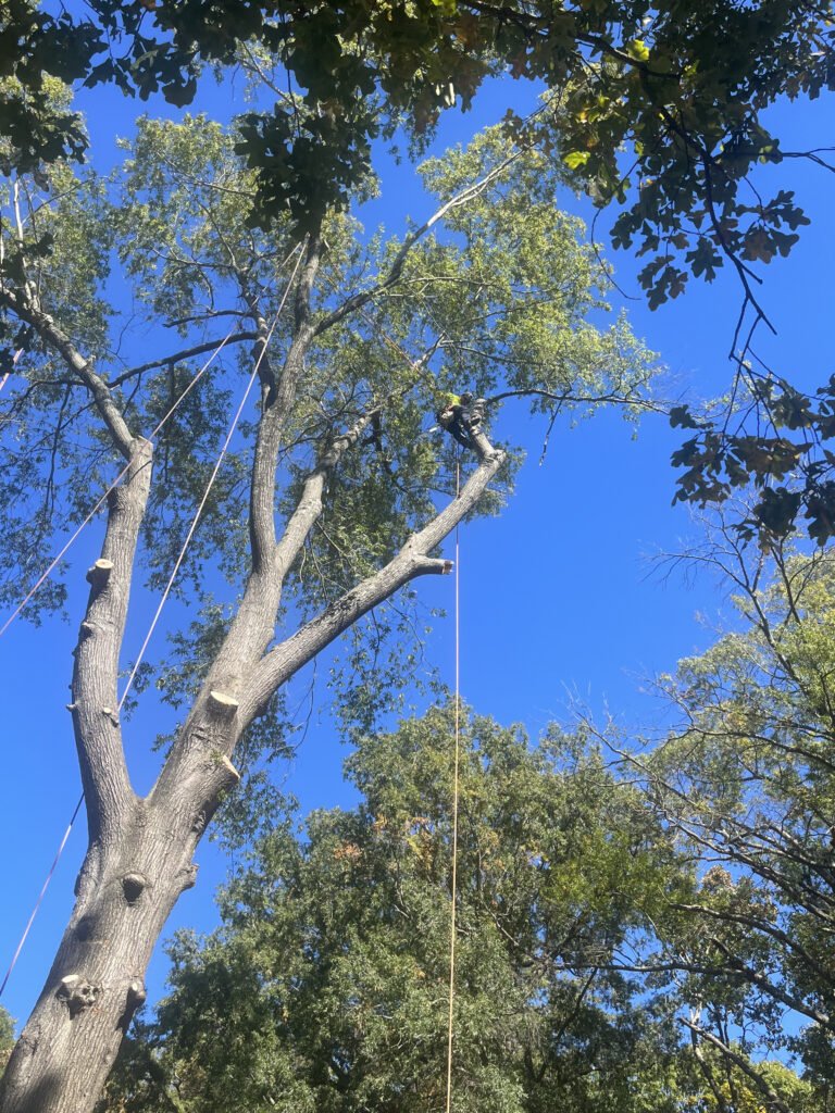 tree trimming in high point nc