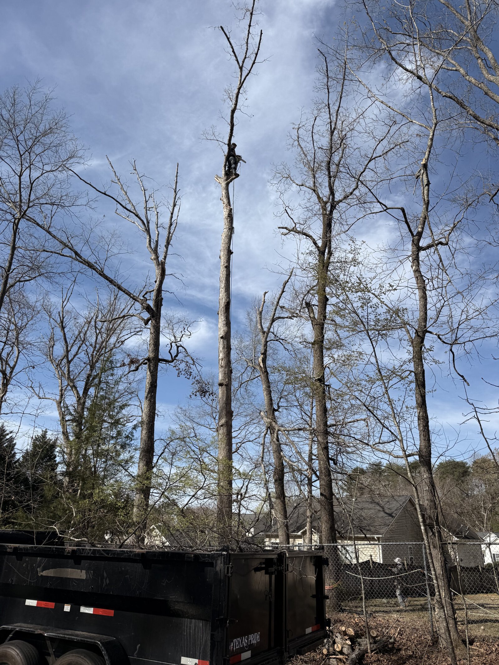 Climber near the top of a stripped dead tree — 316 Tree Services Winston-Salem NC