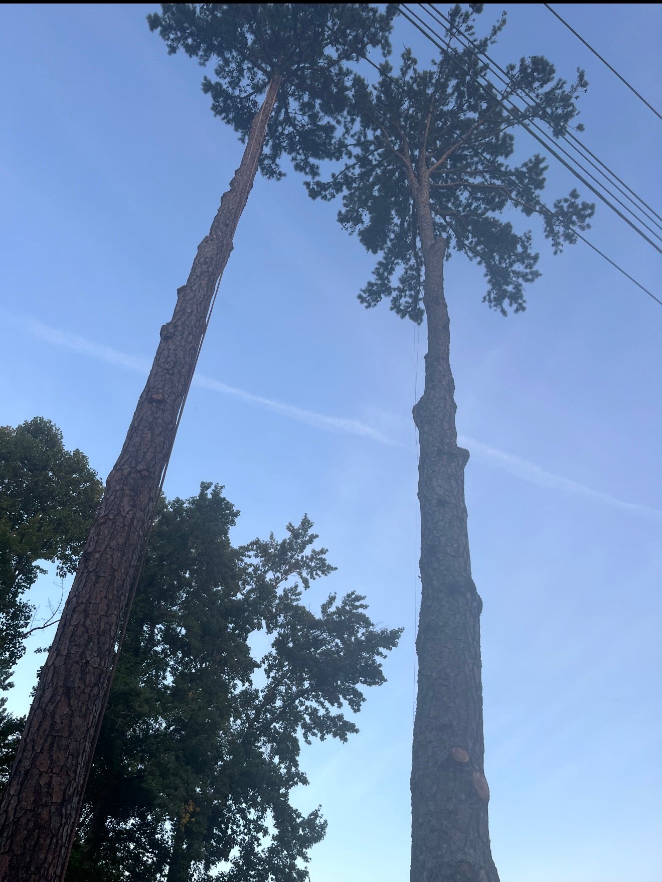Large pine removal before