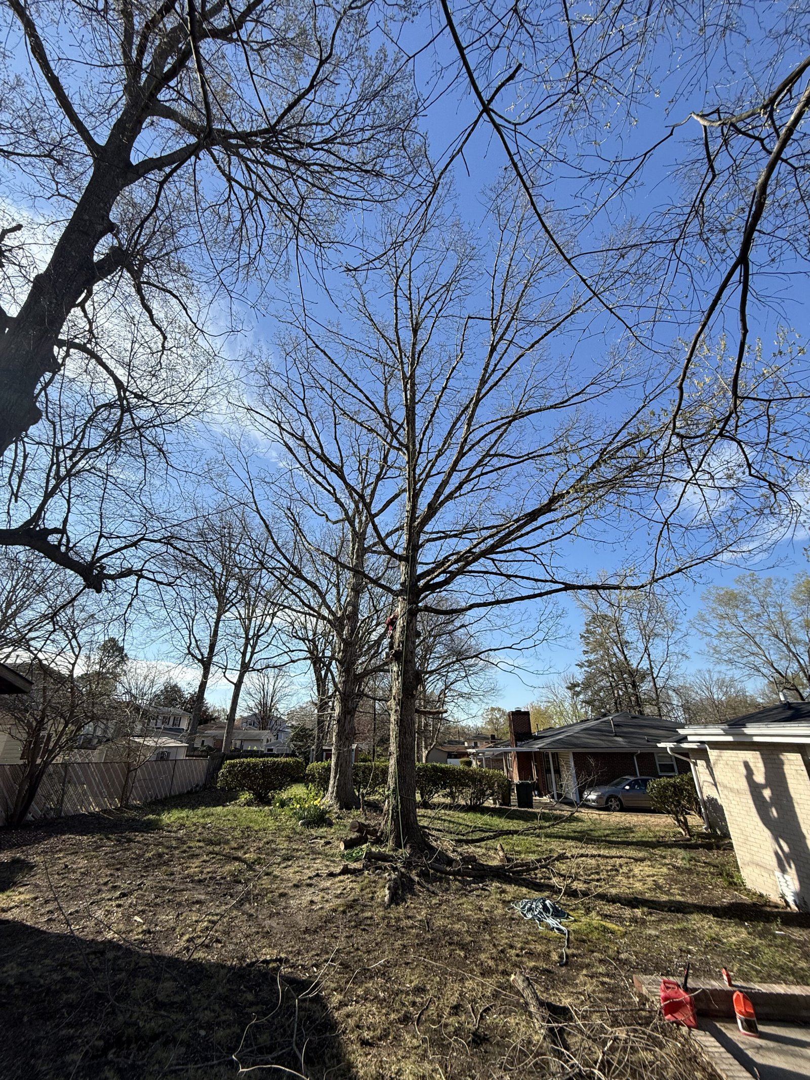Large tree removal Greensboro NC before