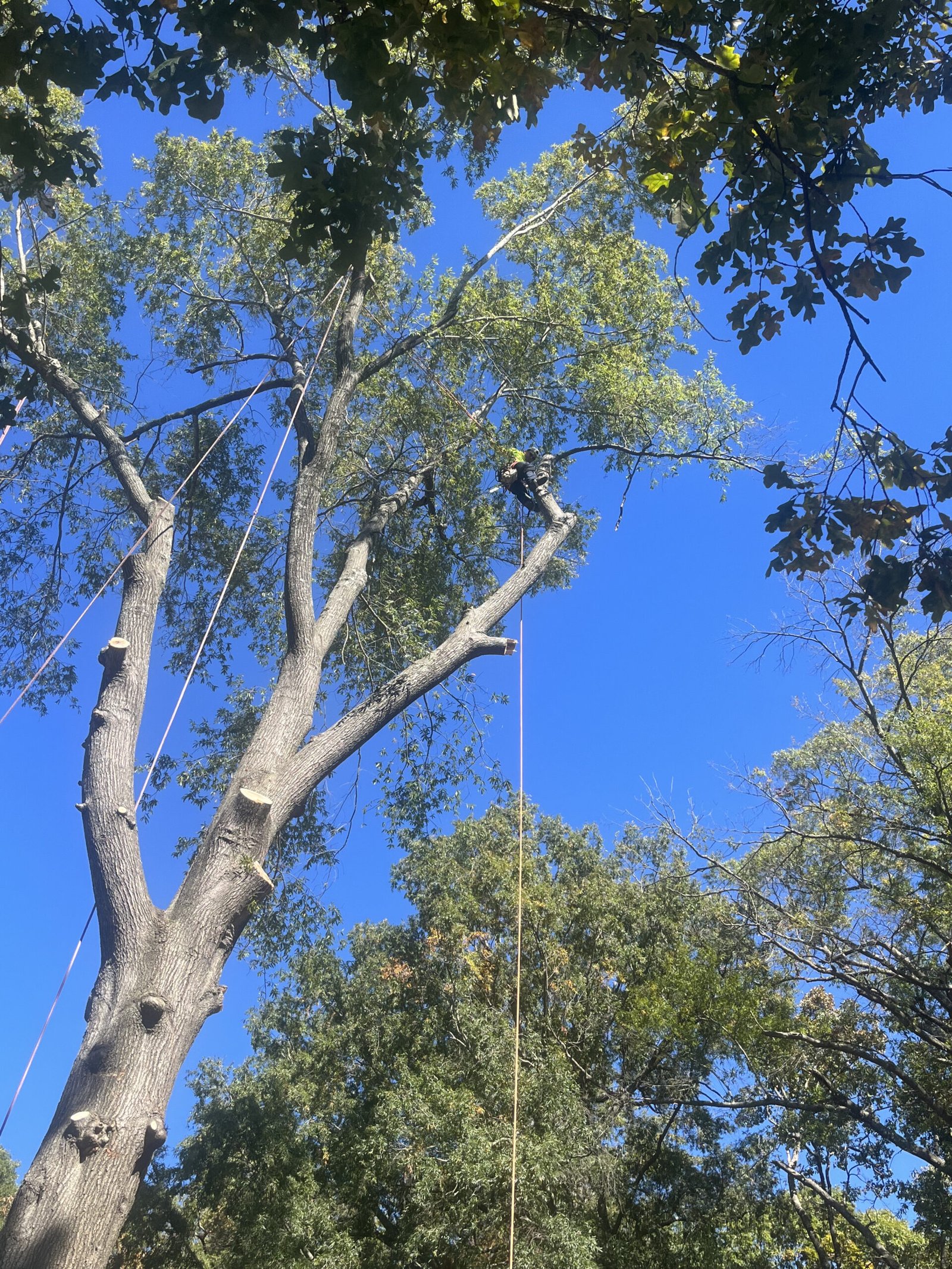 Climber rigging large tree removal with multiple ropes — 316 Tree Services Triad NC